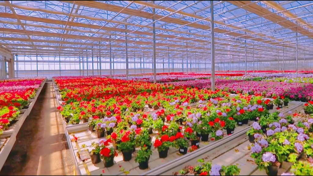 花卉種植溫室大棚 技術與管理的全面指南