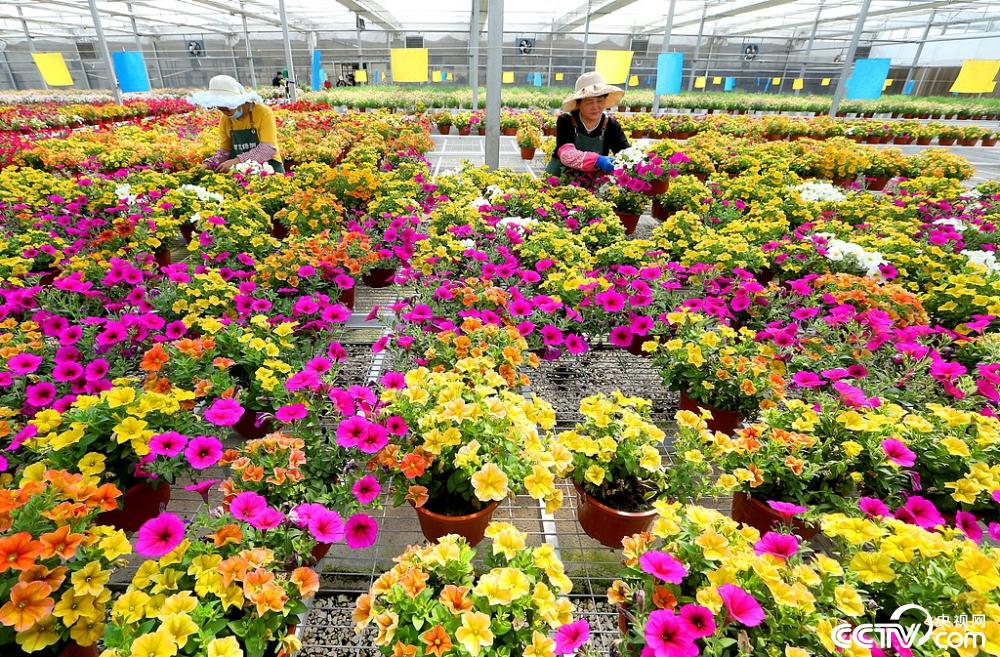 青島春日花卉上市季 繽紛花色扮靚增收路