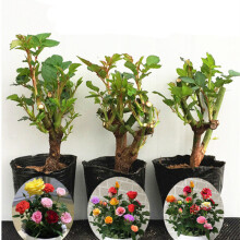 豆類(lèi)種植 價(jià)格、圖片、品牌與種植指南