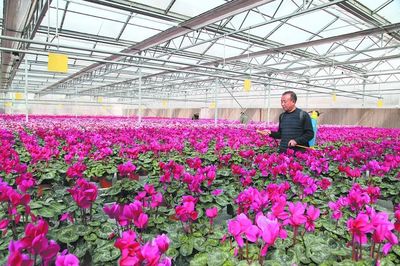 浪漫之城 美麗襄垣 花卉種植描繪生態(tài)宜居新畫(huà)卷